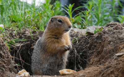 Groundhog Day