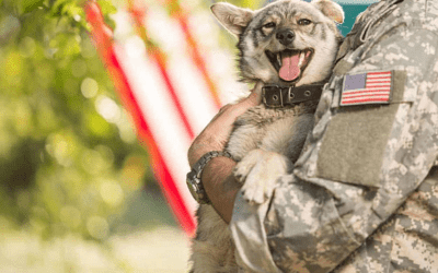 K9 Veterans Day honors our four-legged heroes